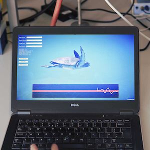 Atlantis 3D turtle simulation on a laptop screen