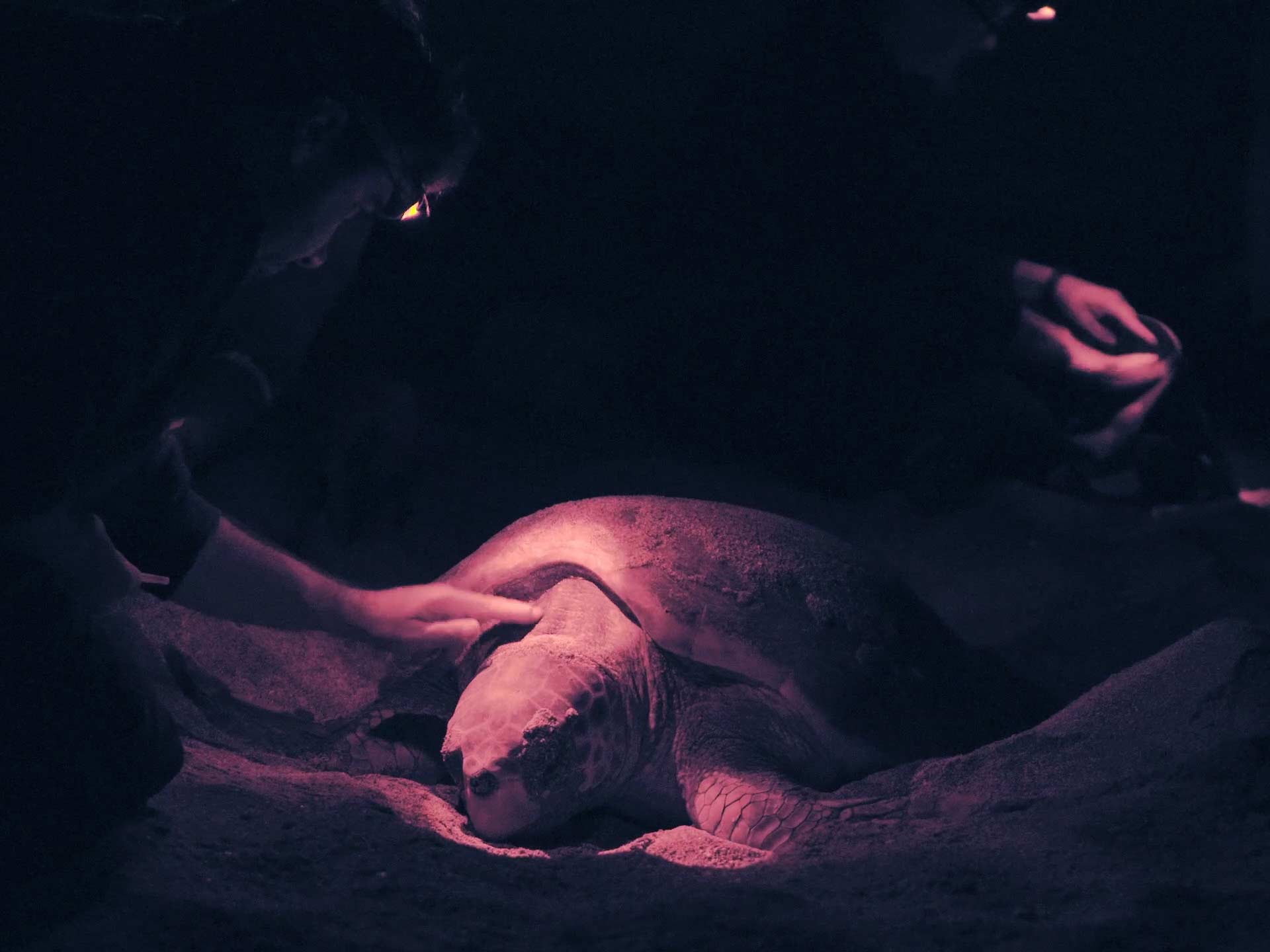 Scientists on a beach in Cape Verde studying a nesting sea turtle
