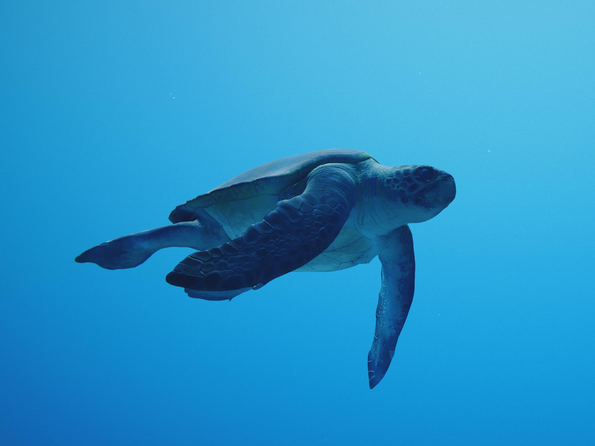 Close-up of swimming 3D turtle inside Atlantis